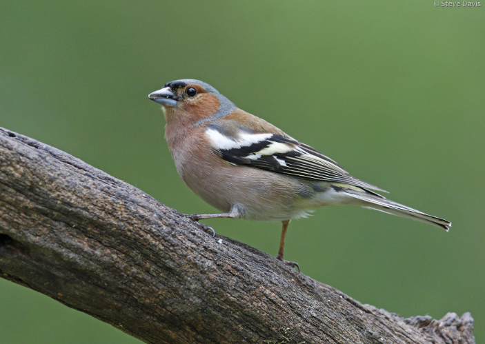 EcoToursWildLife